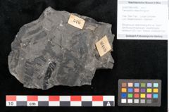 Foto (Objekt + Etikett) von Taeniopteris vittata Brongniart (NHMW-GEO-2024-0188-10489)